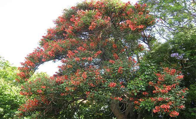 Erythrina indica-Coral Tree(Qg) Seeds