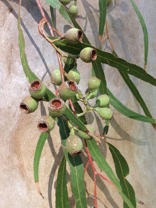 Eucalyptus citriodora-Lemon scented Gum Seeds - CGASPL