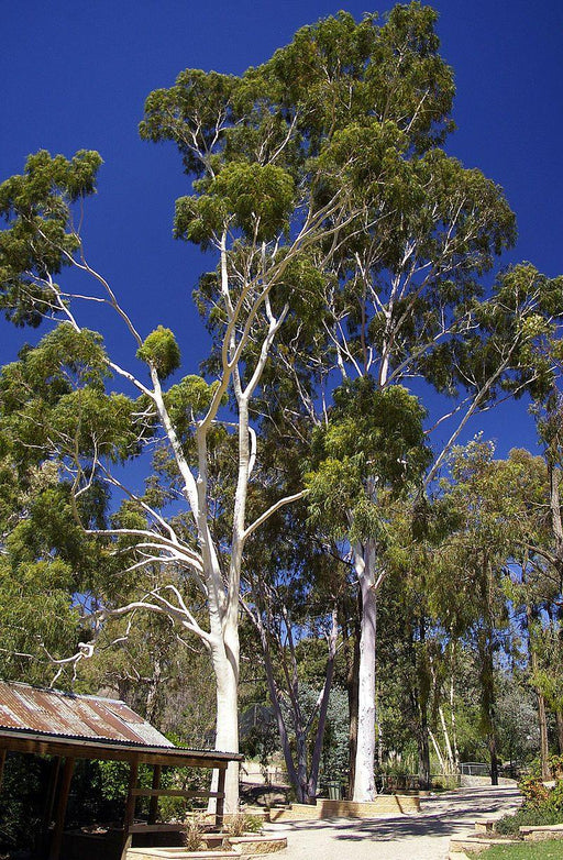 Eucalyptus citriodora-Lemon scented Gum Seeds - CGASPL
