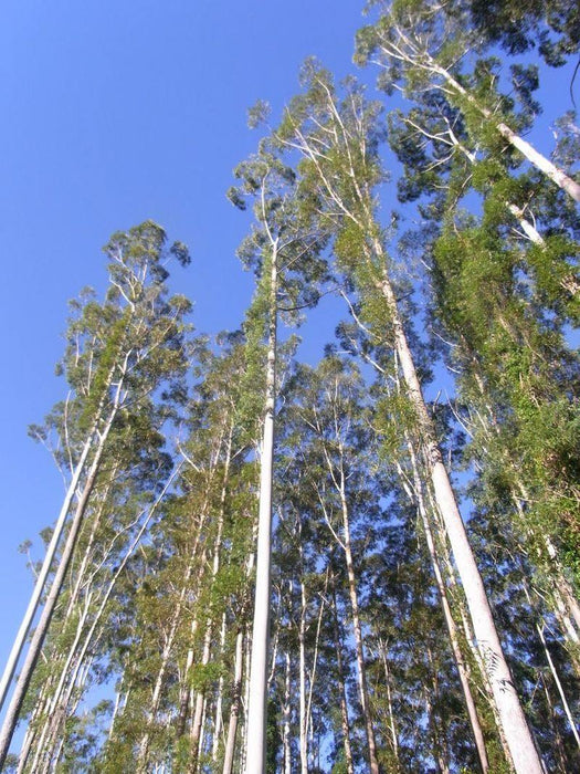 Eucalyptus grandis Seeds