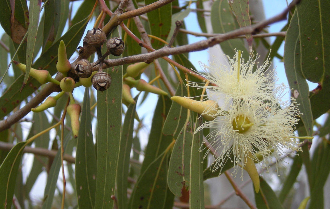 Eucalyptus hybrid (Qg) Seeds