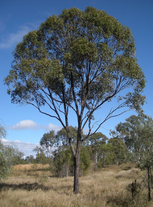 Eucalyptus hybrid (Qg) Seeds - CGASPL