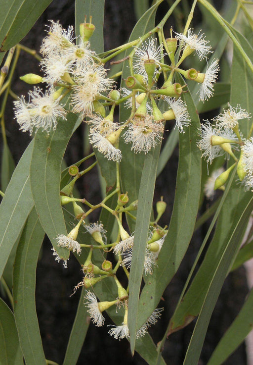 Eucalyptus urophylla - CGASPL