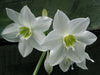 Eucharis Lily White Flower Bulbs (Pack of 6) - CGASPL