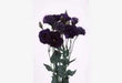 Lisianthus (Eustoma) Echo Purple Flower Seeds