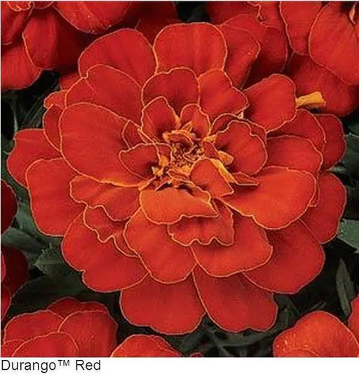 F. Marigold Durango Red