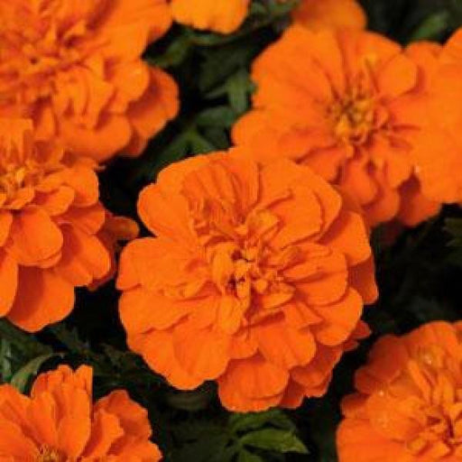 Marigold French Bonanza Deep Orange Flower Seeds