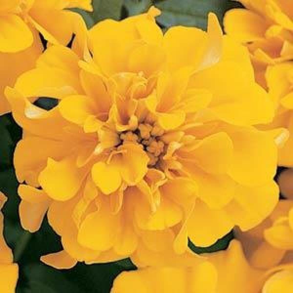 Marigold French Bonanza Gold Flower Seeds