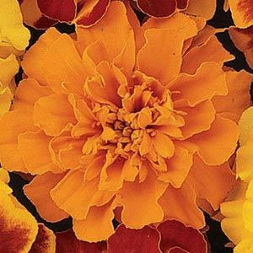Marigold French Bonanza Orange Flower Seeds