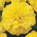 Marigold French Bonanza yellow Flower Seeds