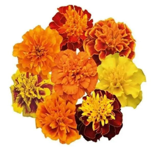 Marigold French Super Hero Maxi Mix Flower Seeds