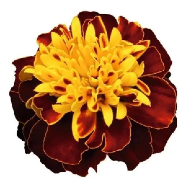 Marigold French Super Hero Spry Flower Seeds