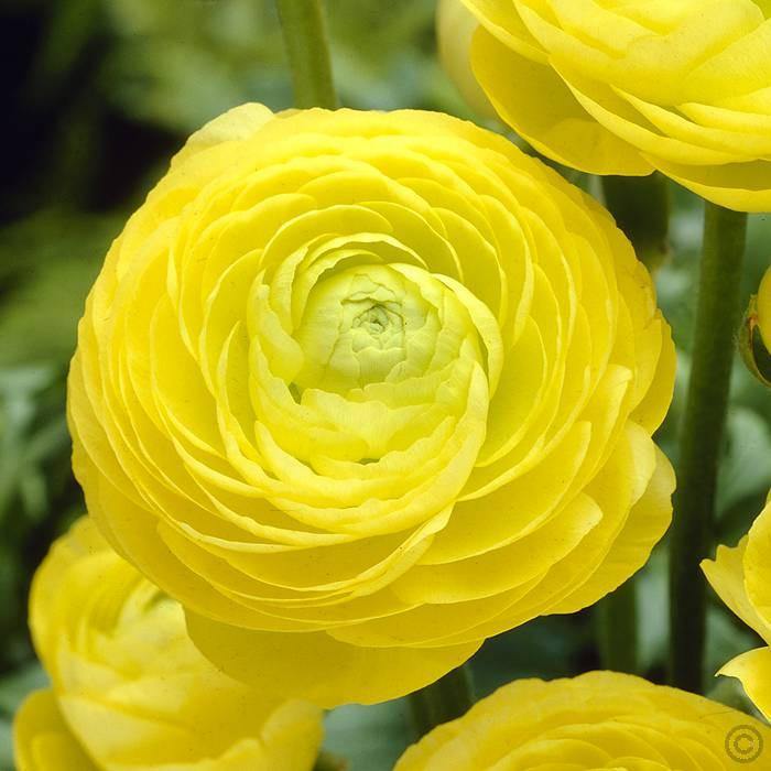 Ranunculus Yellow Color Flower Bulbs (Pack of 6 Bulbs) - CGASPL