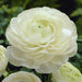 Ranunculus White Color Flower Bulbs (Pack of 6 Bulbs) - CGASPL