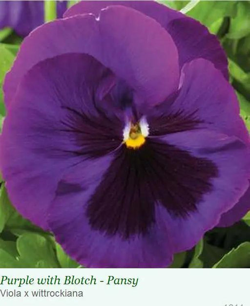 Pansy Maj. Gets. II Purple With Blotch Seeds 