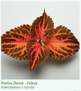 Coleus Superfine Rainbow Festive Dance Flower Seeds