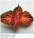 Coleus Superfine Rainbow Festive Dance Flower Seeds