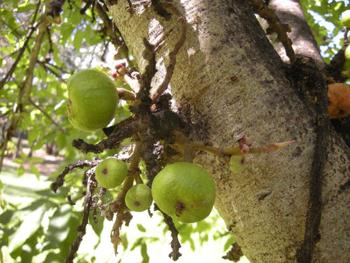 Ficus racemosa Seeds