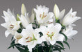 Lilium Oriental Forever White Flower Bulbs (Pack of 10) - CGASPL