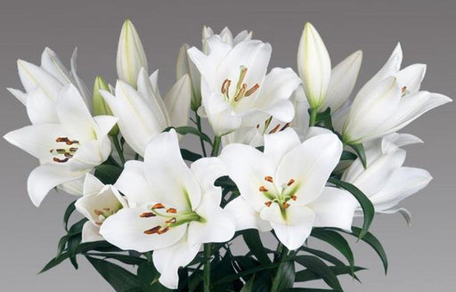 Lilium Oriental Forever White Flower Bulbs (Pack of 10) - CGASPL
