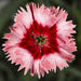 Dianthus Super Parfait Strawberry Flower Seeds - CGASPL