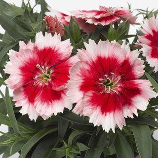 Dianthus Super Parfait Red Peppermint Flower Seeds - CGASPL