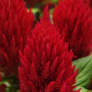 Celosia Plumosa First Flame Red Flower Seeds