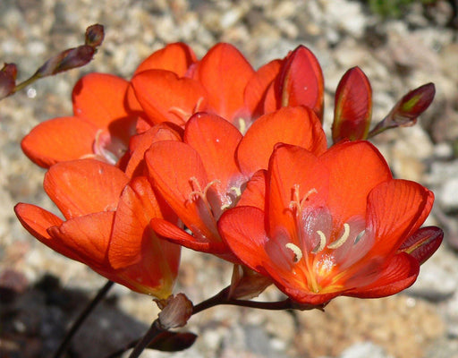 Tritonia Crocata Flower Bulbs (Pack of 10) - CGASPL