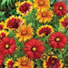 Gaillardia Arizona Mix Flower Seeds - CGASPL
