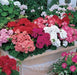 Geranium Multibloom Mix | Online Shopping Flower Seeds India