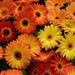 Gerbera Revolution Bicolor Yellow Orange Flower Seeds