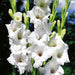 Gladiolus Prosperity White Color Flower Bulbs (Pack of 12 Bulbs) - CGASPL