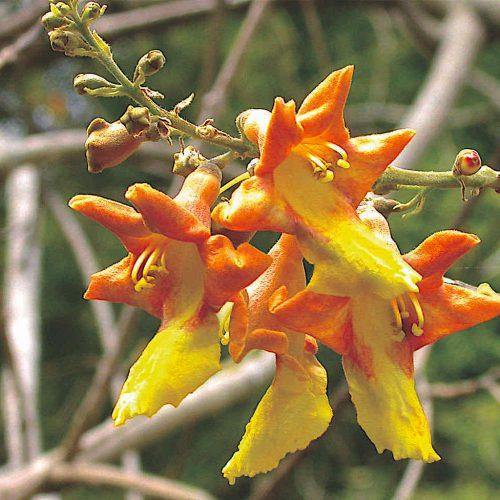 Gmelina arborea(Assam Teak)(Qg) Seeds - CGASPL