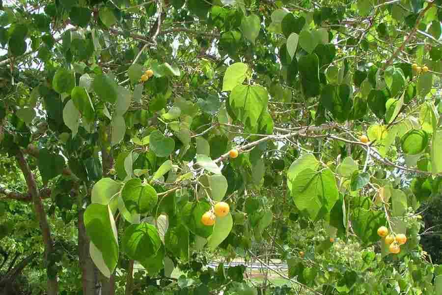 Gmelina arborea(Assam Teak)(Qg) Seeds