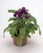 Gomphrena Buddy Purple Flower Seeds - CGASPL