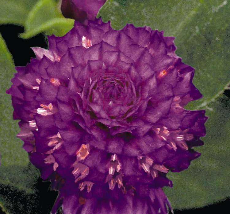 Gomphrena Buddy Purple Flower Seeds