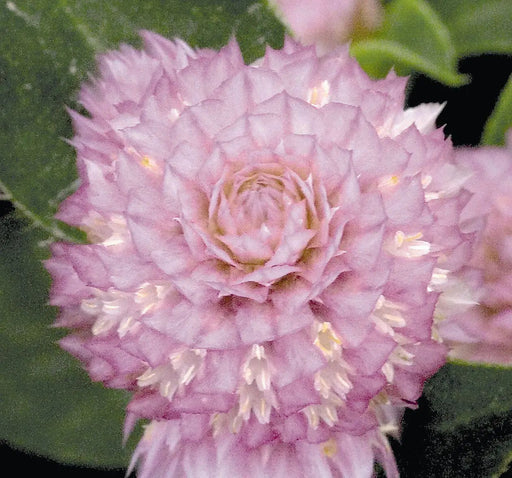 Gomphrena Buddy Rose Flower Seeds