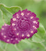 Gomphrena Las Vegas Purple Flower Seeds - CGASPL