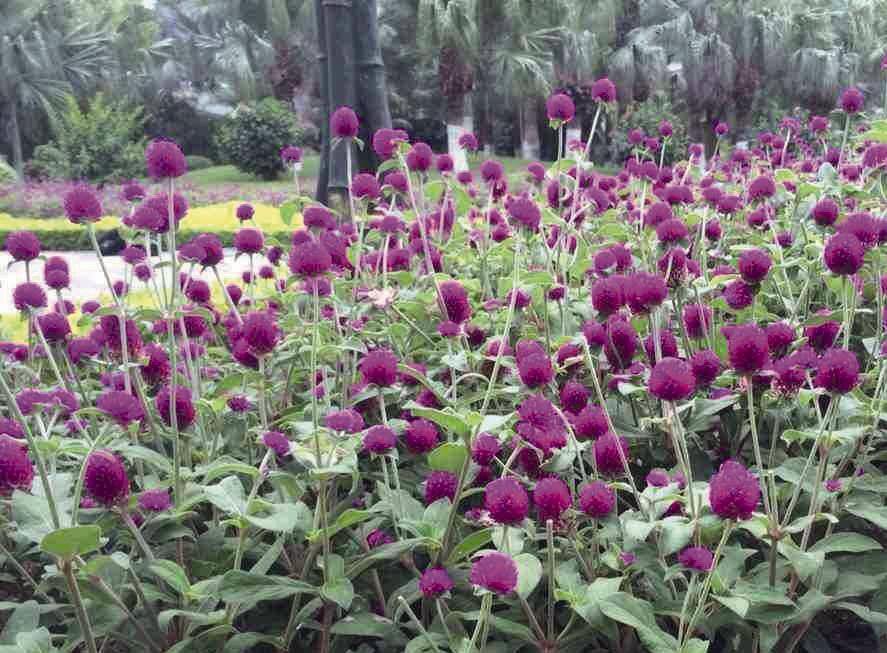 Gomphrena Las Vegas Purple Flower Seeds - CGASPL