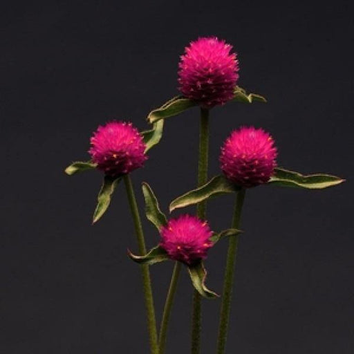 Gomphrena Qis Carmine Seeds