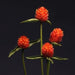 Gomphrena Qis Carmine Seeds