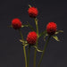 Gomphrena Qis Red Seeds