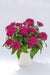 Pentas Graffiti 20/20 Fuchsia Flower Seeds