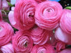 Ranunculus Pink Color Flower Bulbs (Pack of 6 Bulbs) - CGASPL