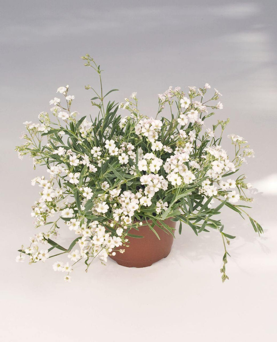 gypsohila GPSZ-702 Stunningly Swimwear Gypsophila Filou White