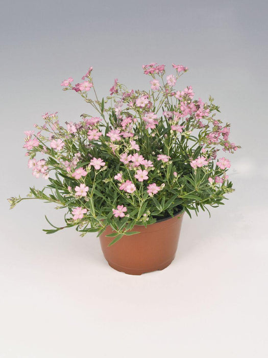 Gypsophila Filou Rose Seeds