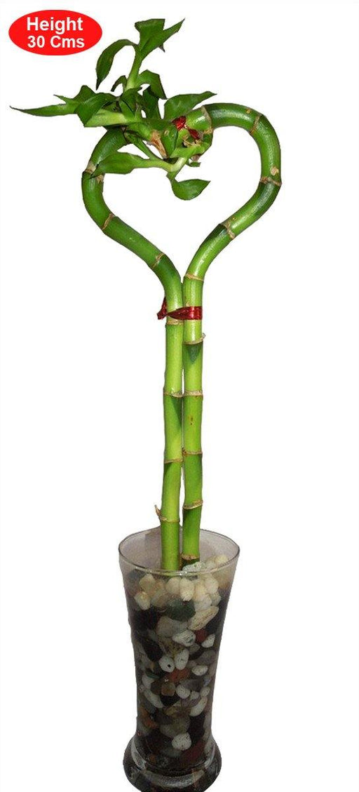heart shape lucky bamboo Heart Arrangement Lucky Bamboo – ChhajedGarden.com