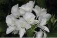 Hedychium White color Flower Bulbs (Pack of 6) - CGASPL