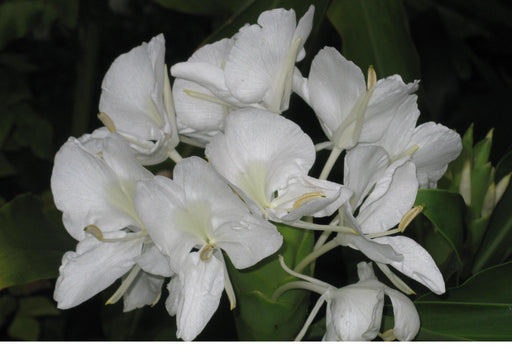 Hedychium White color Flower Bulbs (Pack of 6) - CGASPL