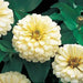 Zinnia Dreamland Ivory | Shop Zinnia Flower Seeds Online